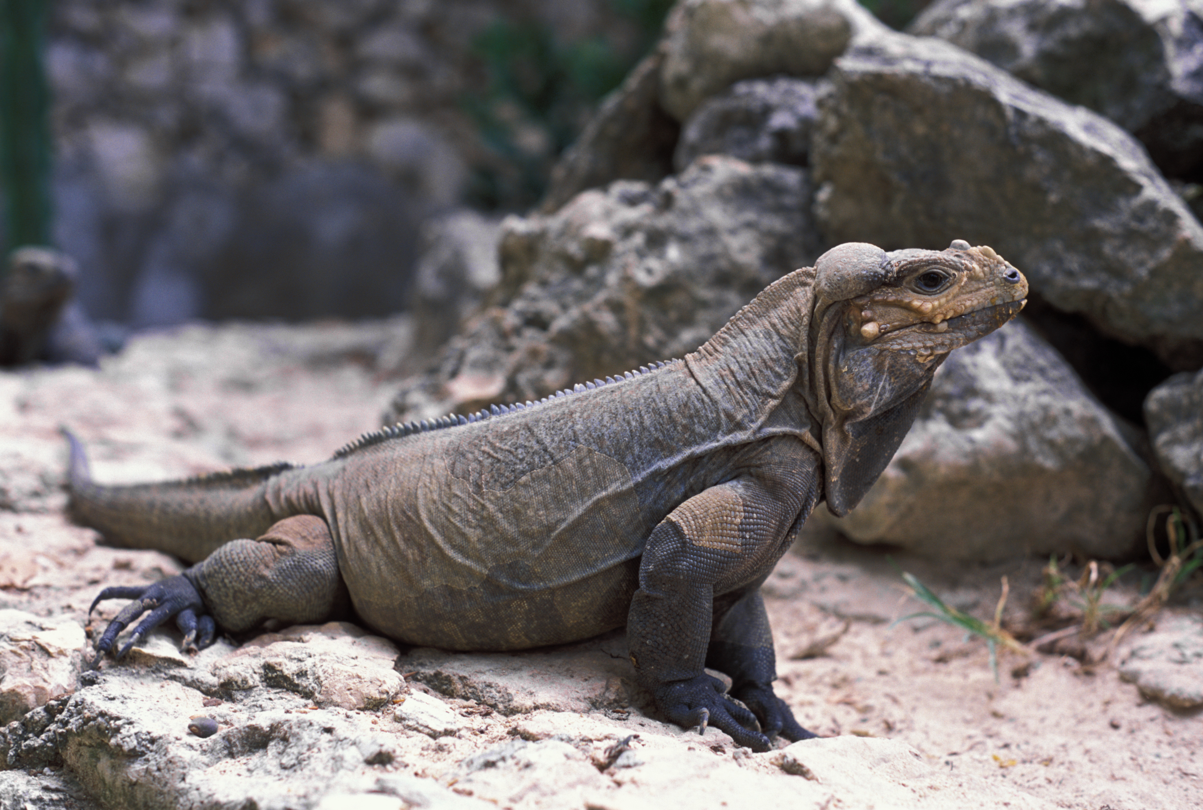 Komodo Dragon in the Dominican Republic