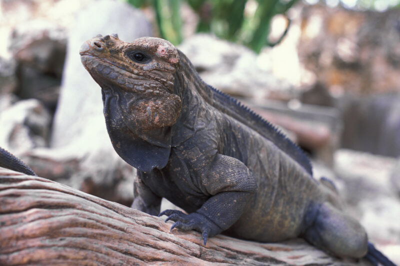 Komodo Dragon in the Dominican Republic — Animals, Lizards, reptiles, Komodo Dragon, Komodo Dragons