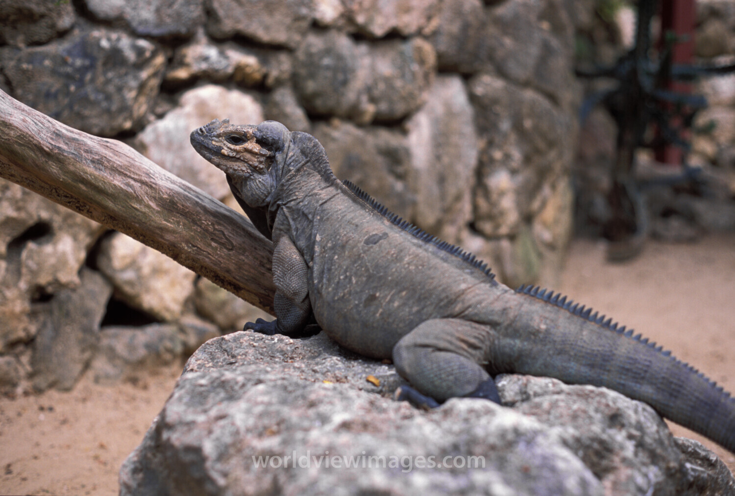 Komodo Dragon in the Dominican Republic