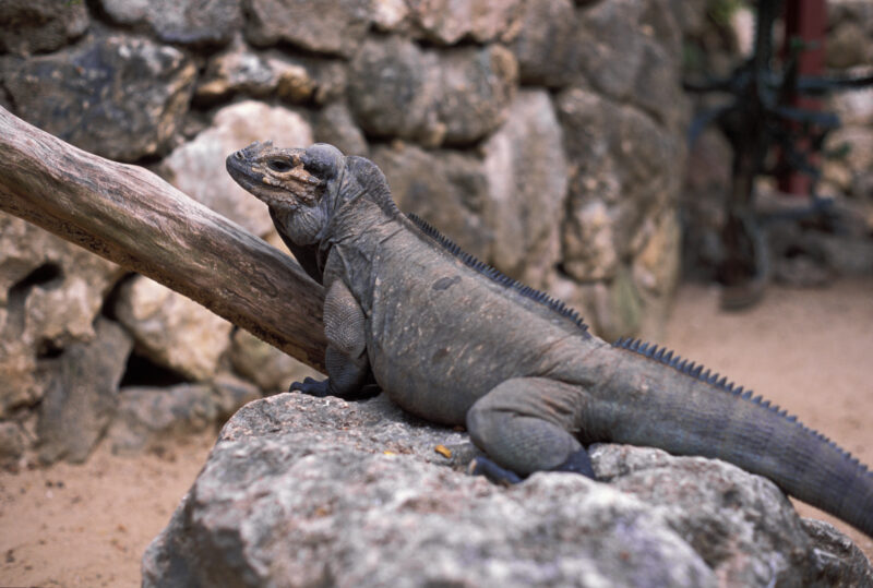 Komodo Dragon in the Dominican Republic — Animals, Lizards, reptiles, Komodo Dragon, Komodo Dragons