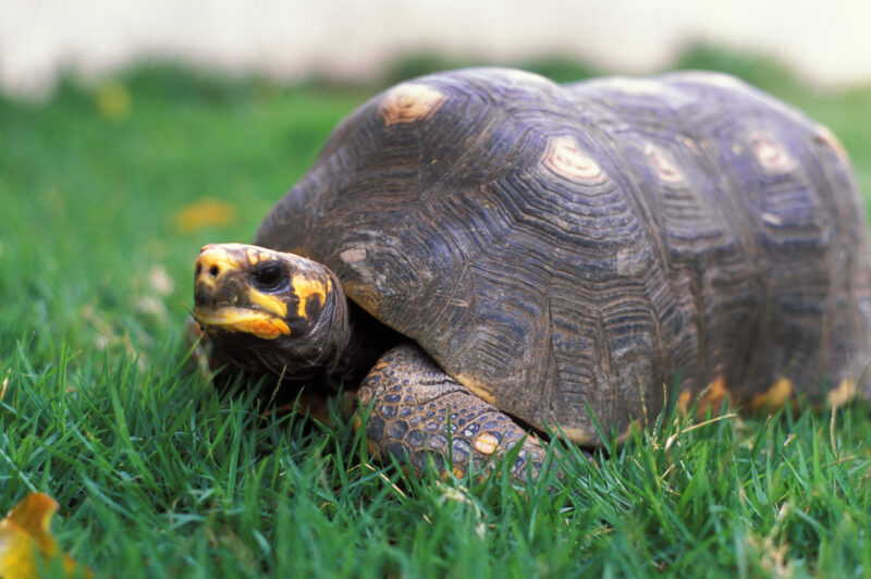 Stock Images of Animals_00456 — Animals, Lizards, reptiles, turtle, turtles