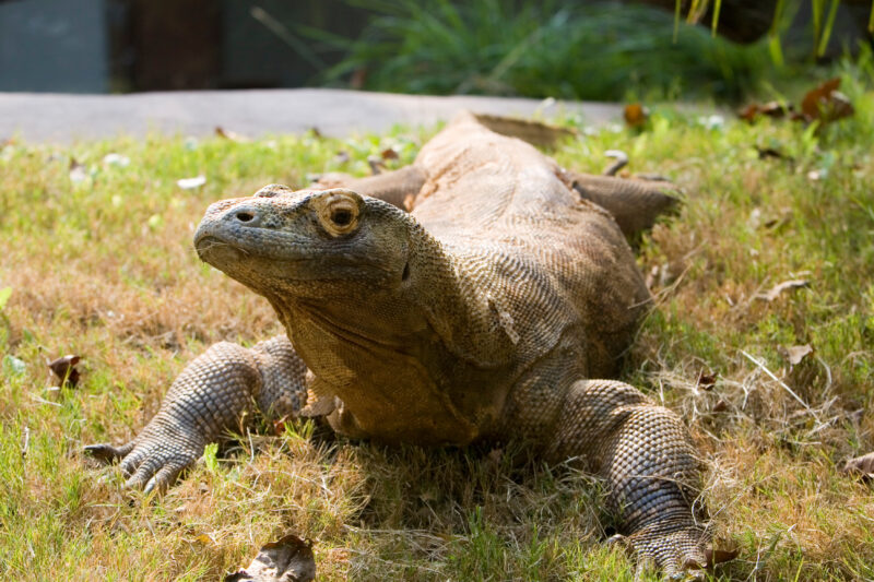 Komodo Dragon — Animals, Lizards, reptiles, Komodo Dragon, Komodo Dragons