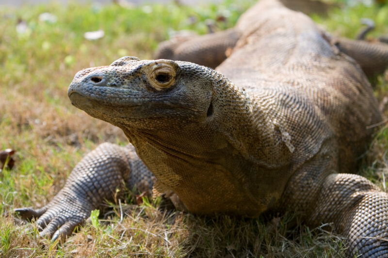 Komodo Dragon — Animals, Lizards, reptiles, Komodo Dragon, Komodo Dragons