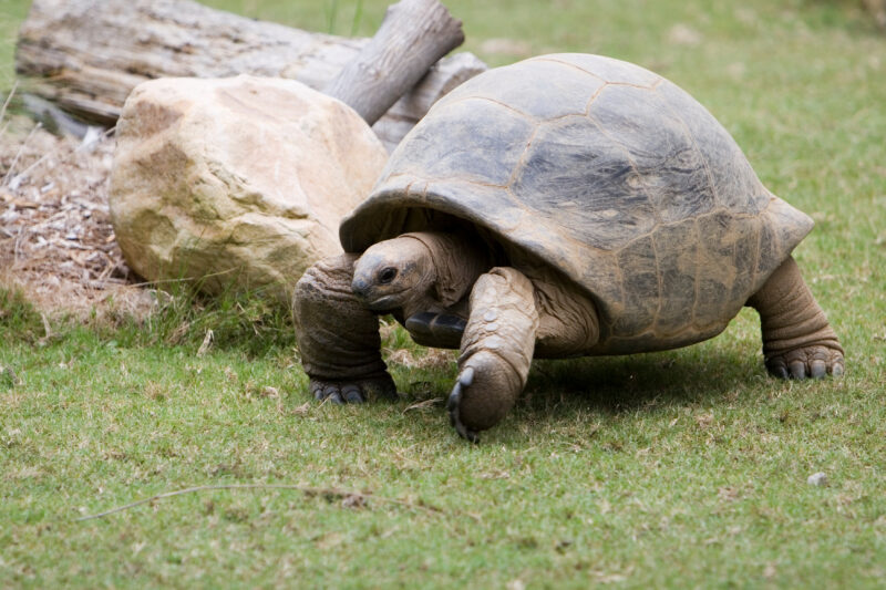 Stock Images of Animals_00459 — Animals, Lizards, reptiles, turtle, turtles