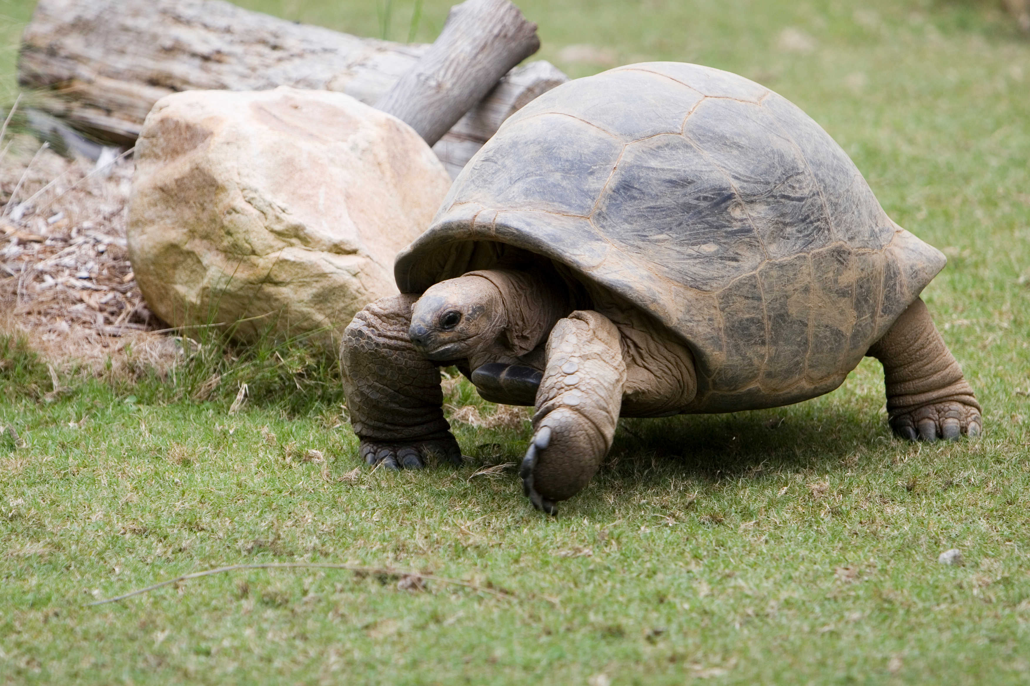 Stock Images of Animals_00459