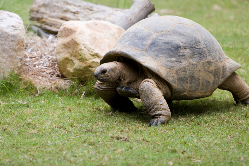 Stock Images of Animals_00460 — Animals, Lizards, reptiles, turtle, turtles
