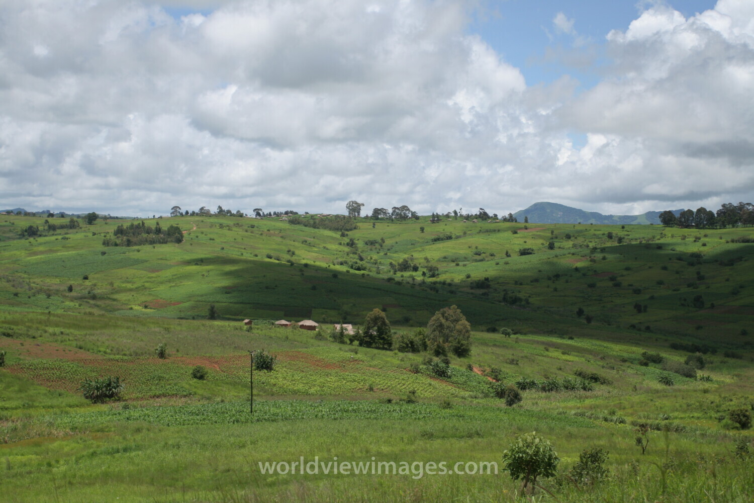 Rolling Green Hills of Malawi