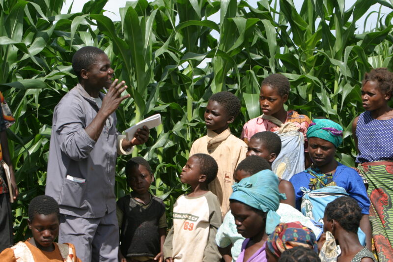 Agriculture Instruction in Malawi — Agriculturalist does education in a village in Malawi by cornfield. — Malawi, Africa, education, instruction, agriculture