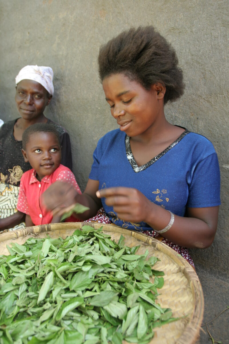 Girl works with Herbs — Girl stems herbs picked from her garden in Malawi — Malawi, Africa, girl, girls, agriculture