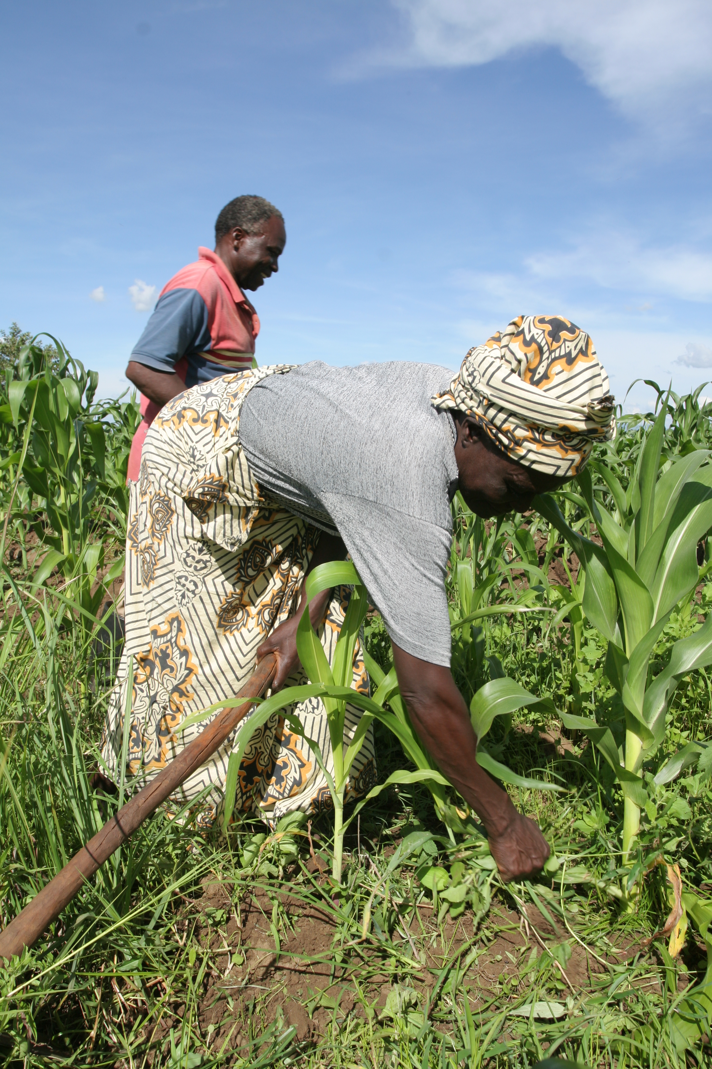 Working in Field in Malawi