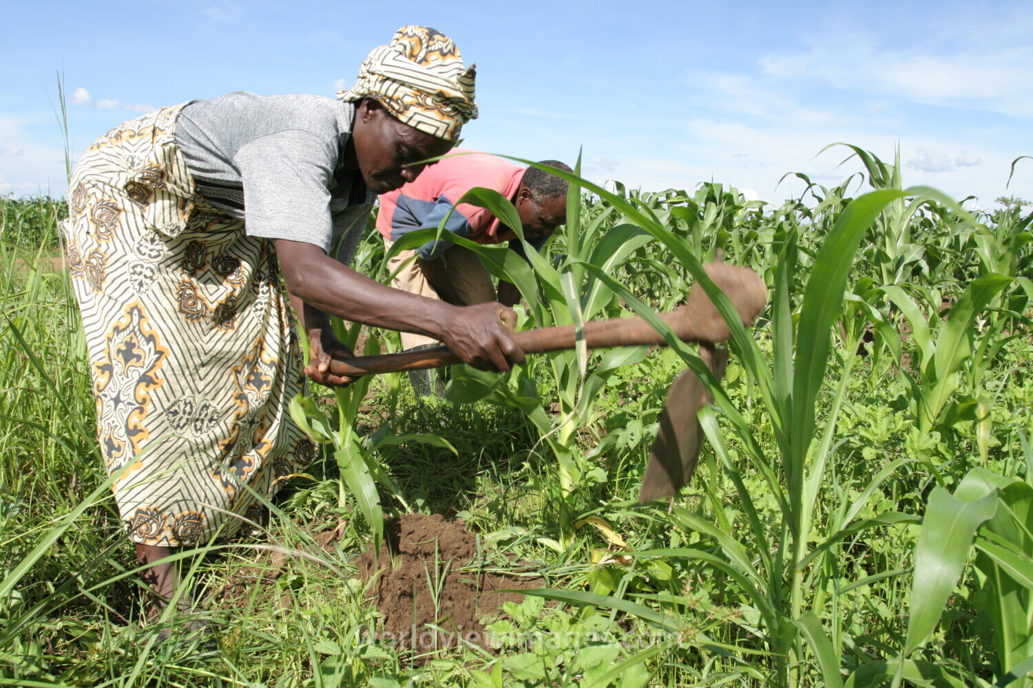 Working in Field in Malawi