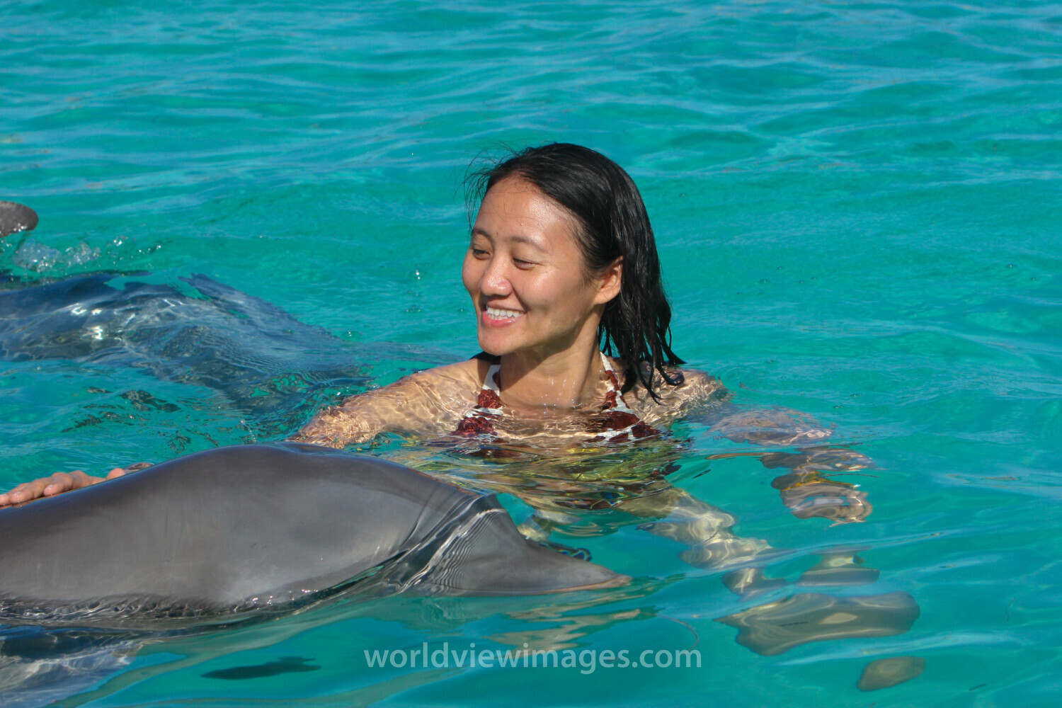 Swimming with Dolphins in the Dominican Republic