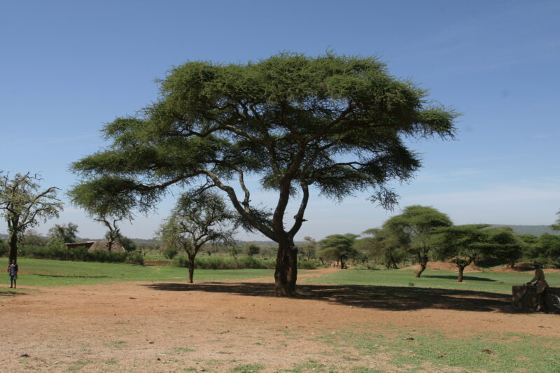 Trees in Tanzania — Tanzania, Africa, Poverty, Development, Hanang