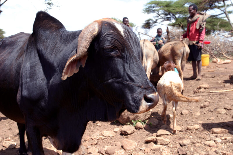 Cow in Tanzania — Tanzania, Africa, Hanang