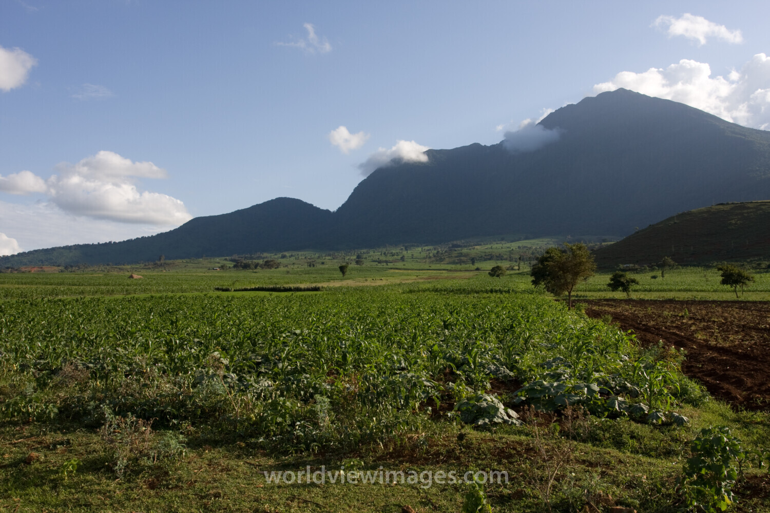 Field in Tanzania