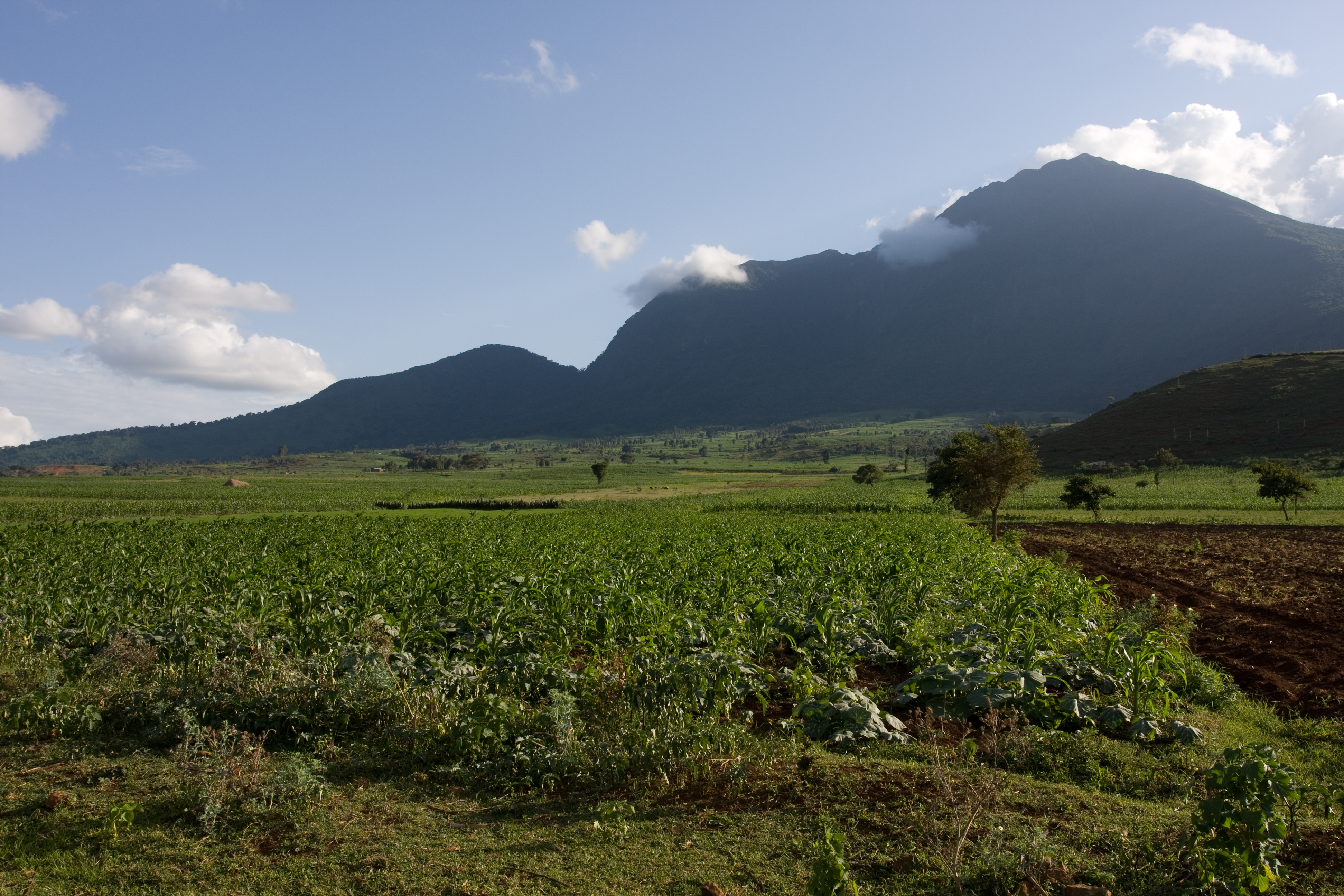 Field in Tanzania