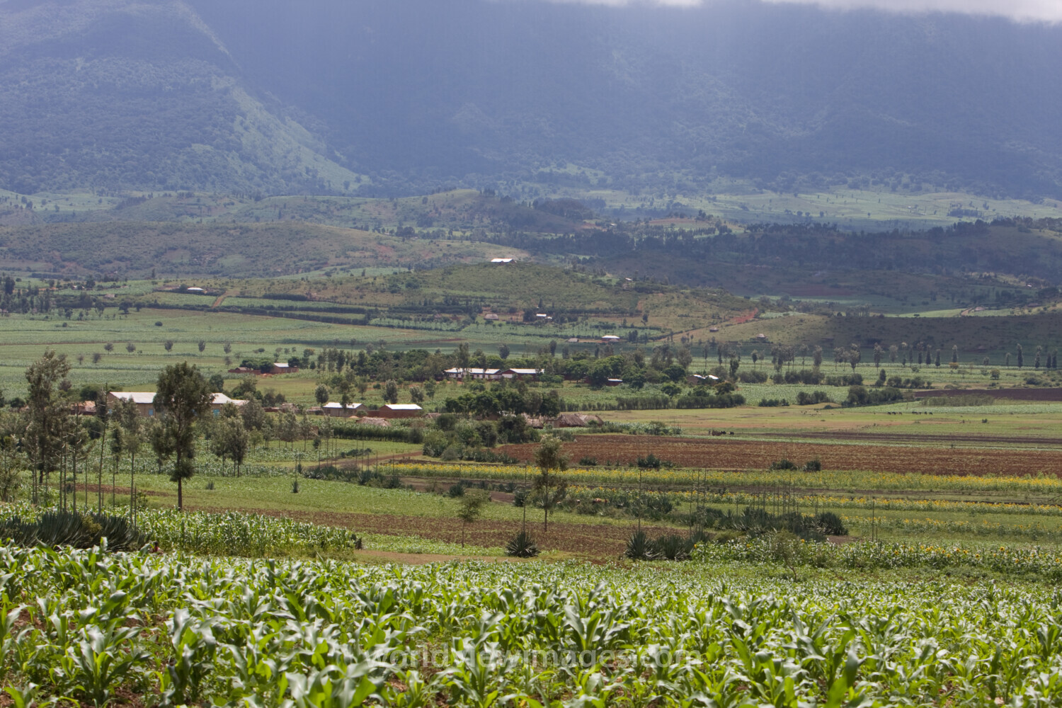 Field in Tanzania