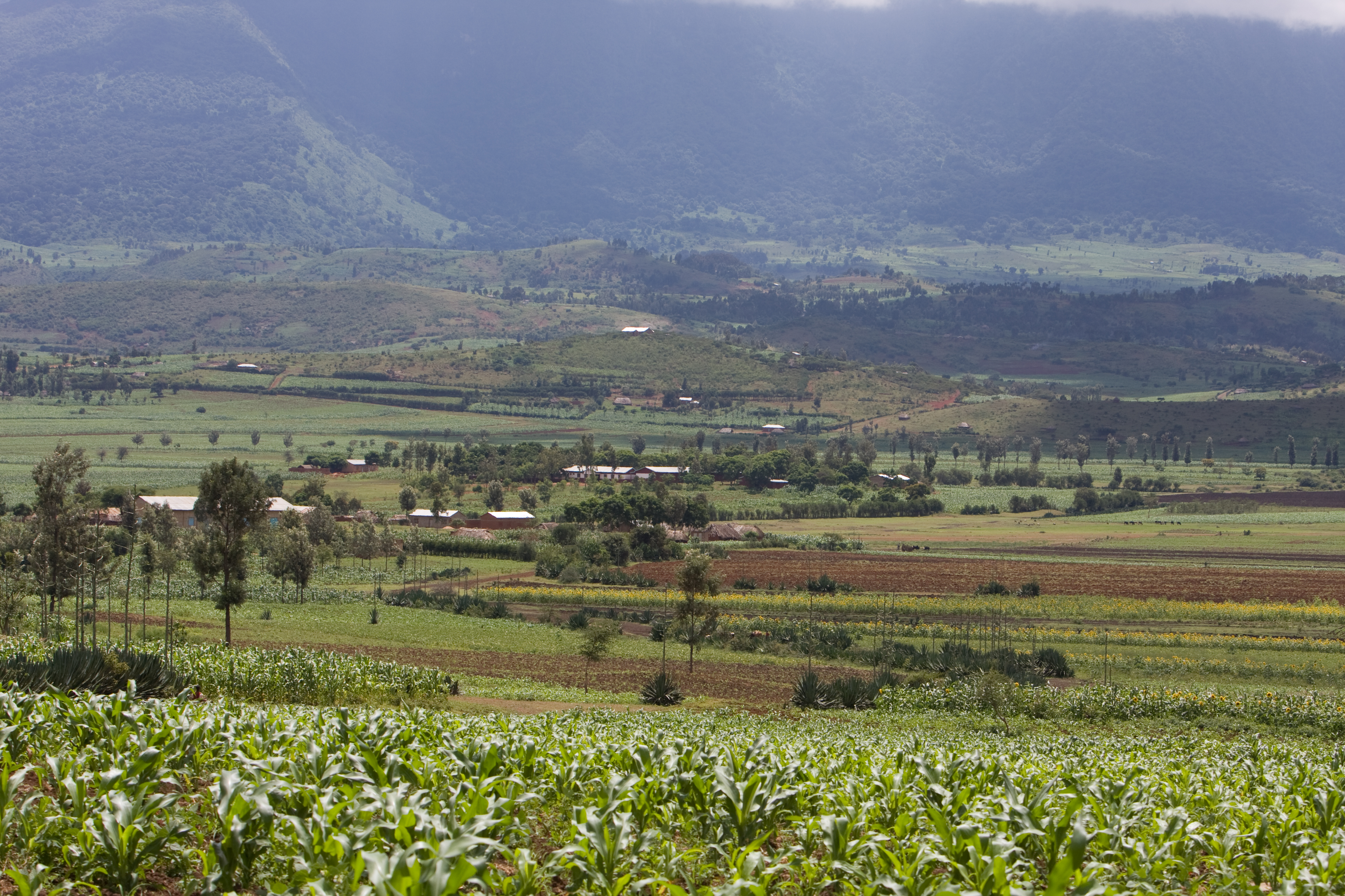 Field in Tanzania