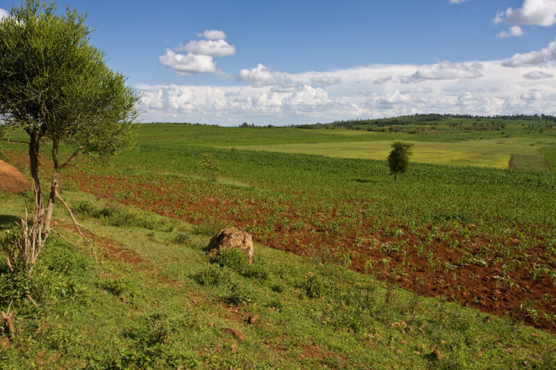 Field in Tanzania — Farmland of Hanang District, Tanzania — ADRA, Africa, Development, Poverty, Tanzania