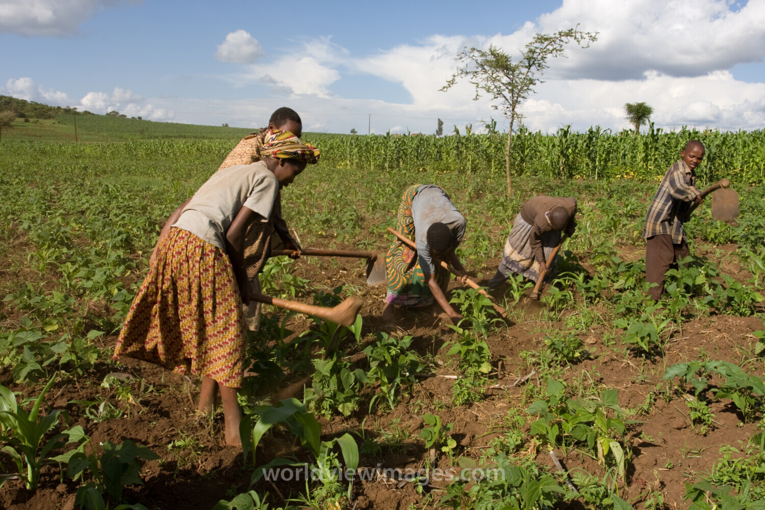 Community Garden in Tanzania