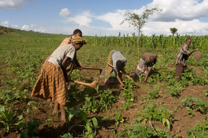 Community Garden in Tanzania — Villagers work together in the fields of Hanang District, Tanzania — ADRA, Africa, Development, Poverty, Tanzania
