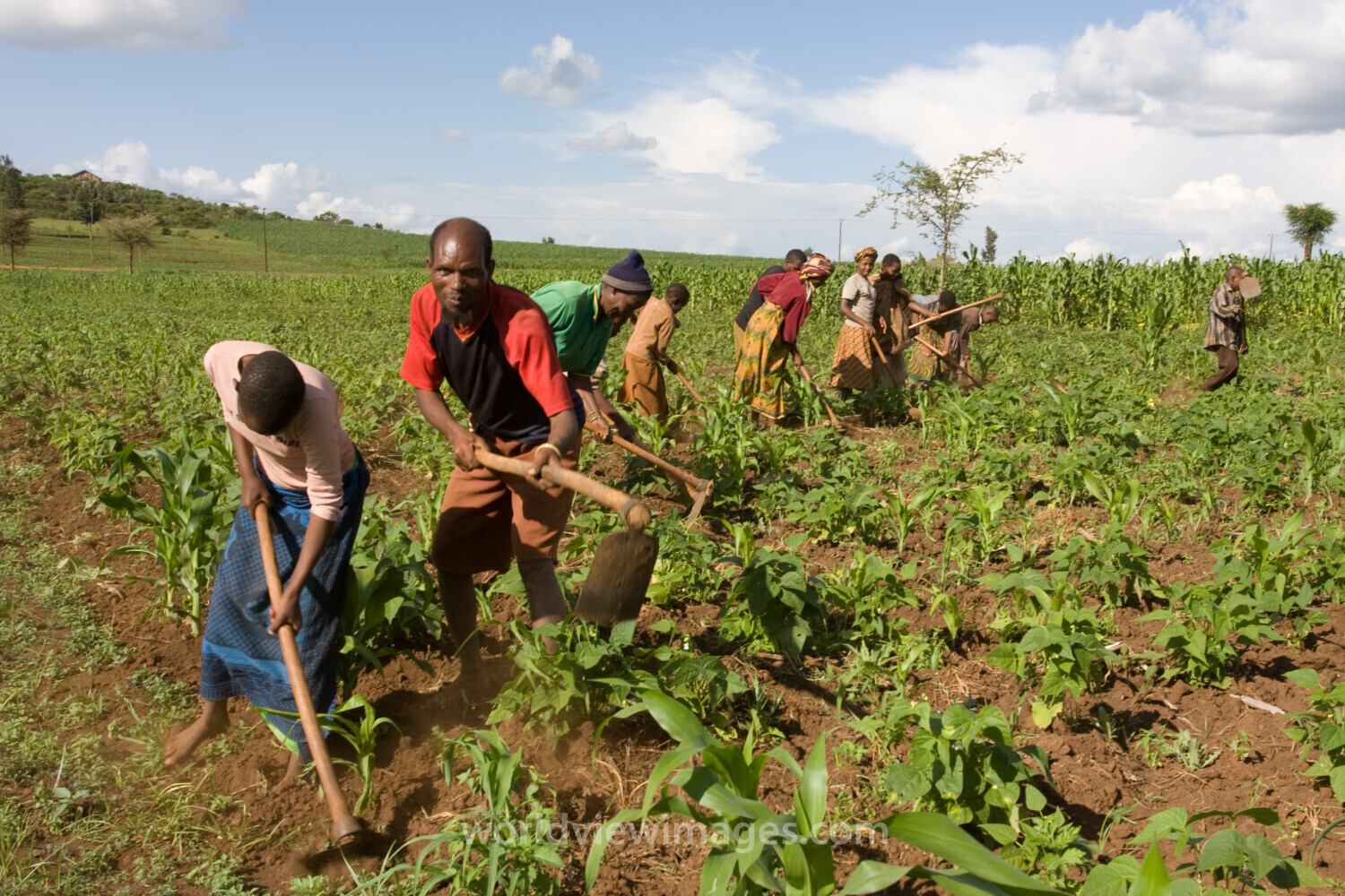 Community Garden in Tanzania