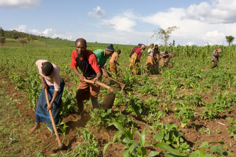 Community Garden in Tanzania — Villagers work together in the fields of Hanang District, Tanzania — ADRA, Africa, Development, Poverty, Tanzania