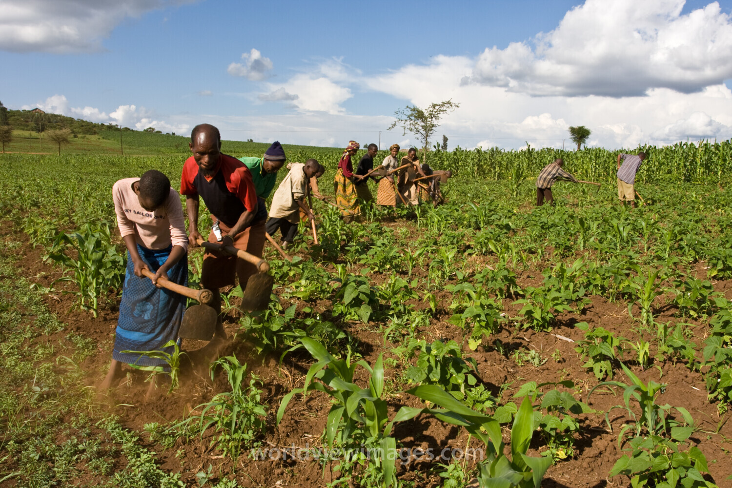 Community Garden in Tanzania