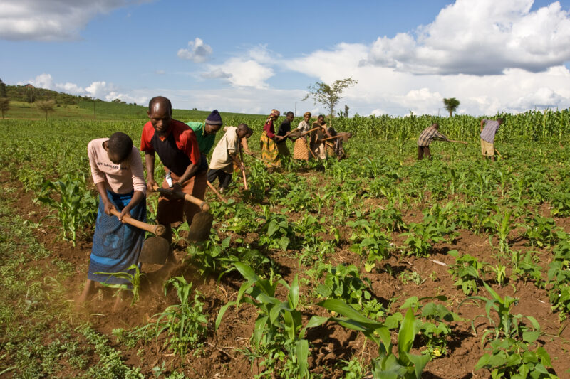 Community Garden in Tanzania — Villagers work together in the fields of Hanang District, Tanzania — ADRA, Africa, Development, Poverty, Tanzania