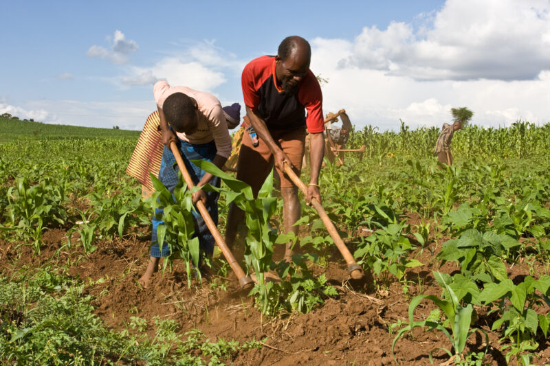 Community Garden in Tanzania — Villagers work together in the fields of Hanang District, Tanzania — ADRA, Africa, Development, Poverty, Tanzania
