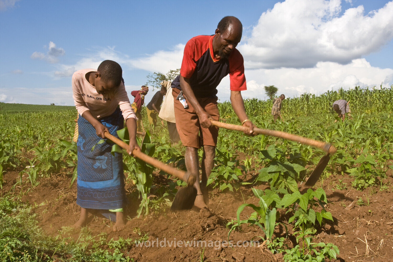 Community Garden in Tanzania