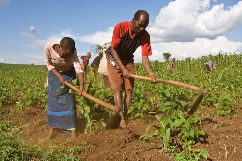 Community Garden in Tanzania — Villagers work together in the fields of Hanang District, Tanzania — ADRA, Africa, Development, Poverty, Tanzania