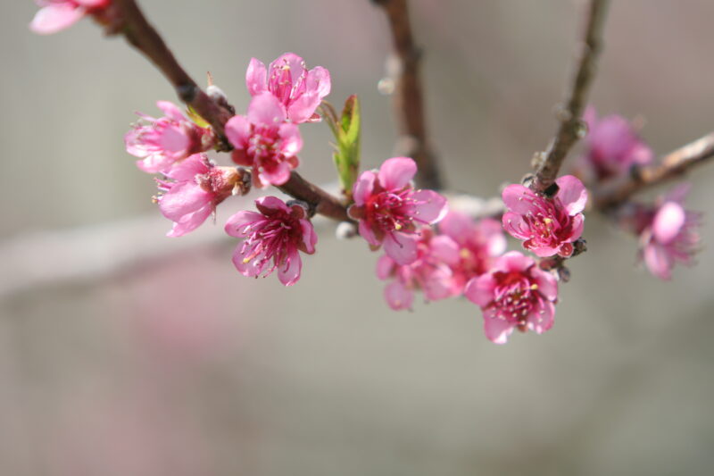 Spring Blossoms — Beautiful Spring tree blossoms — Scenic
