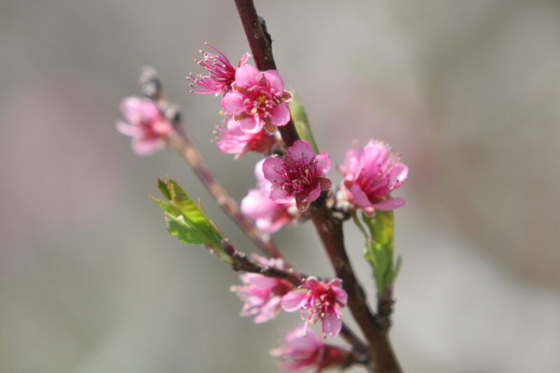 Spring Blossoms — Beautiful Spring tree blossoms — Scenic