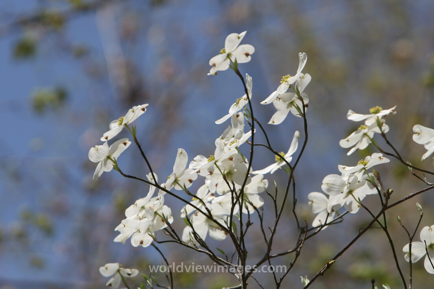 Spring Blossoms