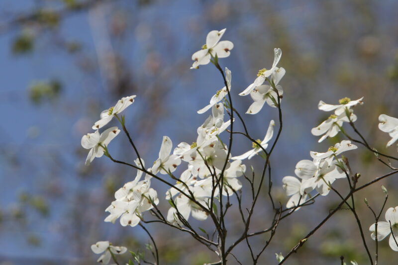 Spring Blossoms — Beautiful Spring tree blossoms — Scenic