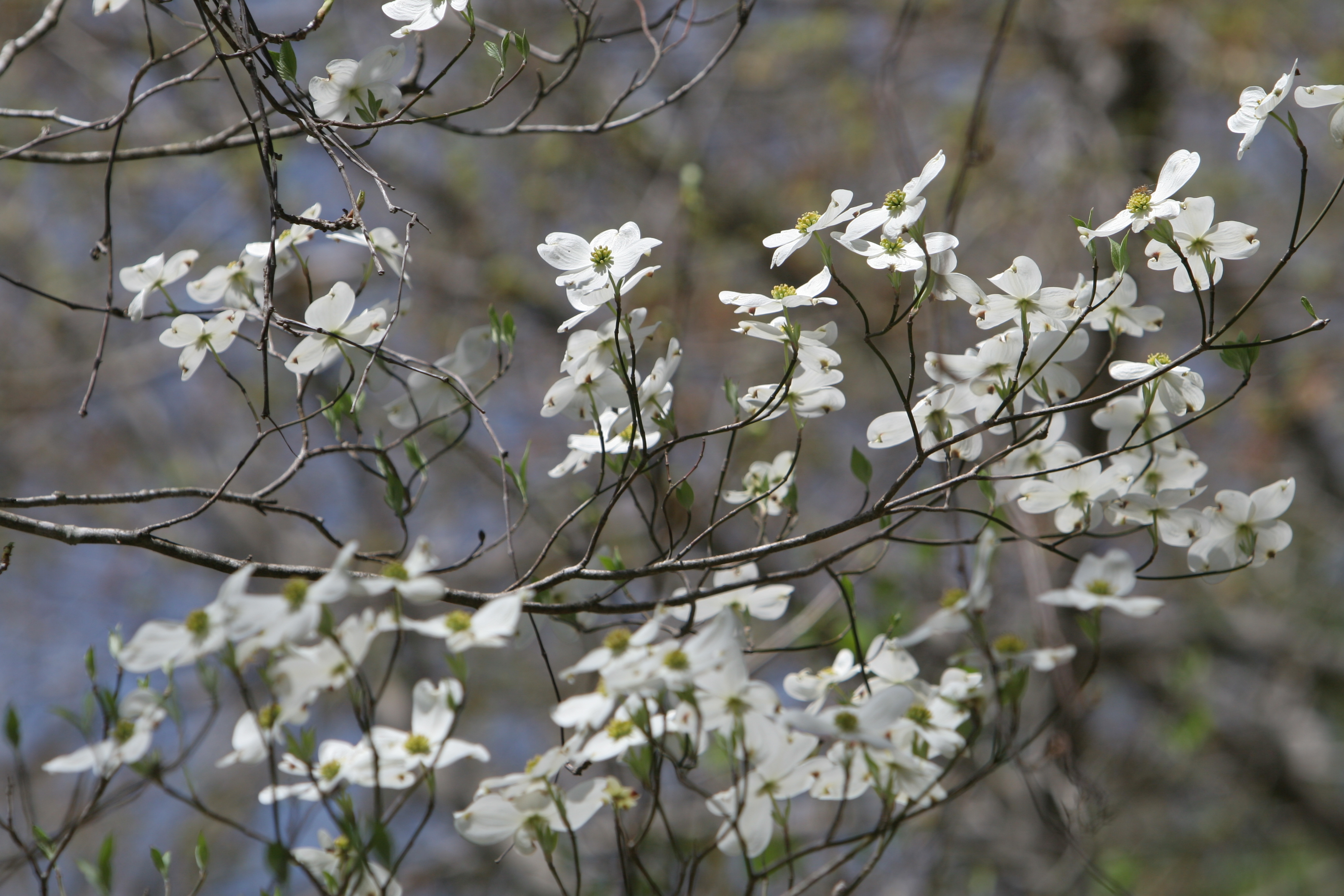 Spring Blossoms