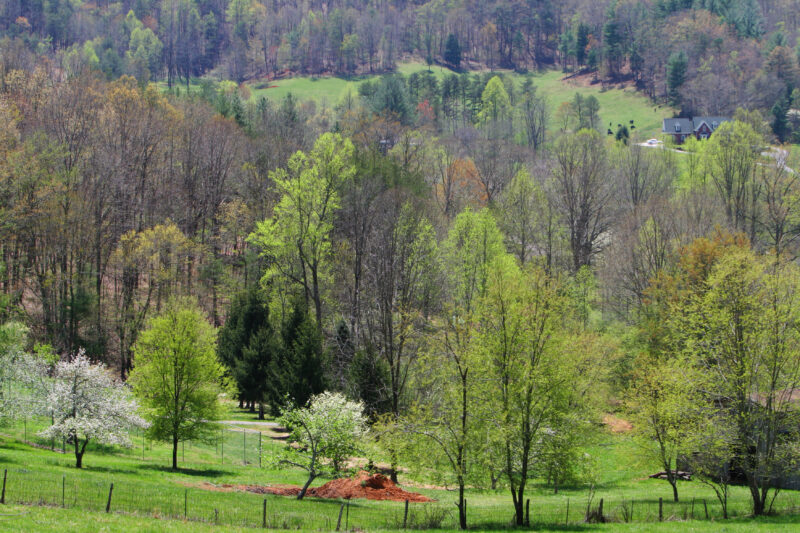 Spring Blossoms — Beautiful Spring tree blossoms — Scenic