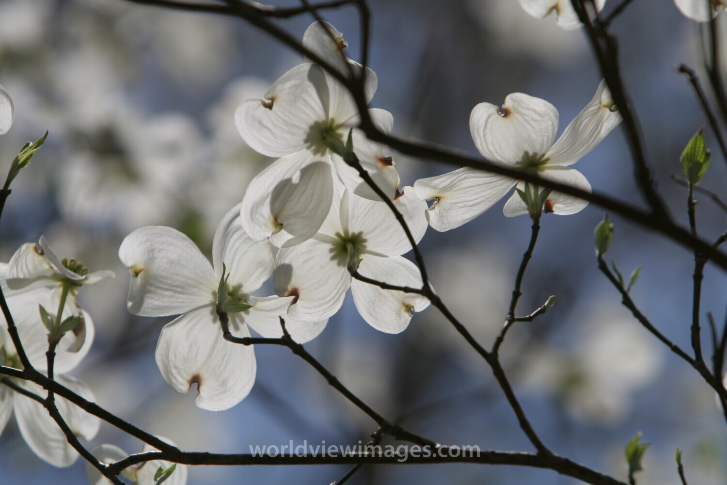Spring Blossoms