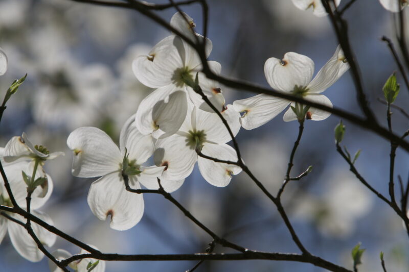 Spring Blossoms — Beautiful Spring tree blossoms — Scenic