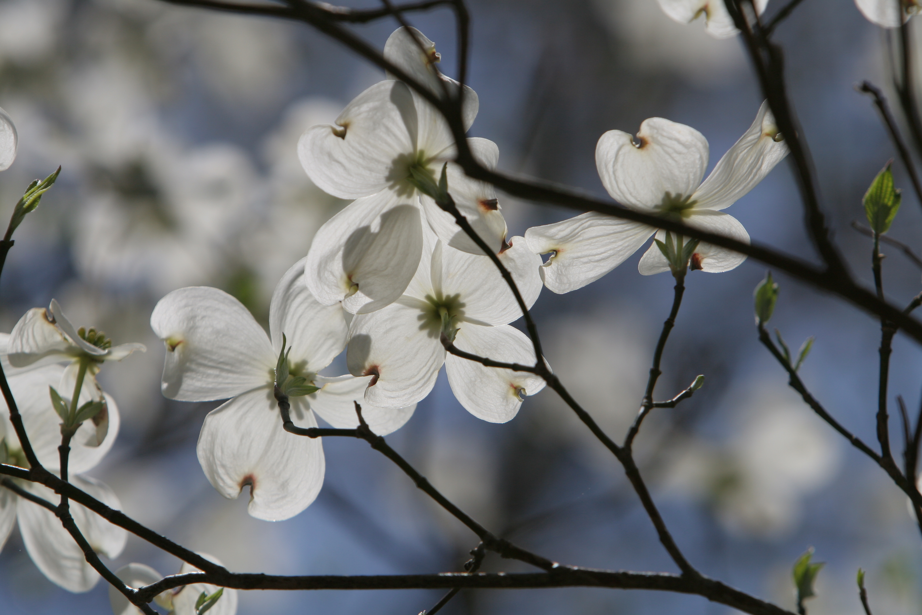 Spring Blossoms