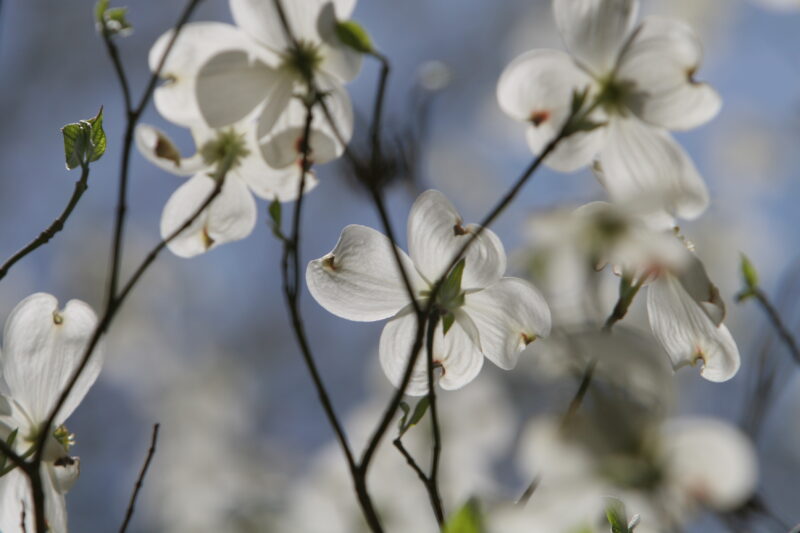 Spring Blossoms — Beautiful Spring tree blossoms — Scenic