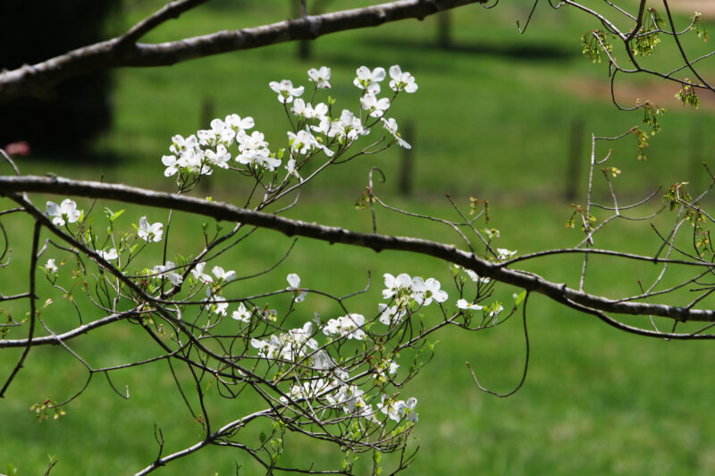 Spring Blossoms — Beautiful Spring tree blossoms — Scenic
