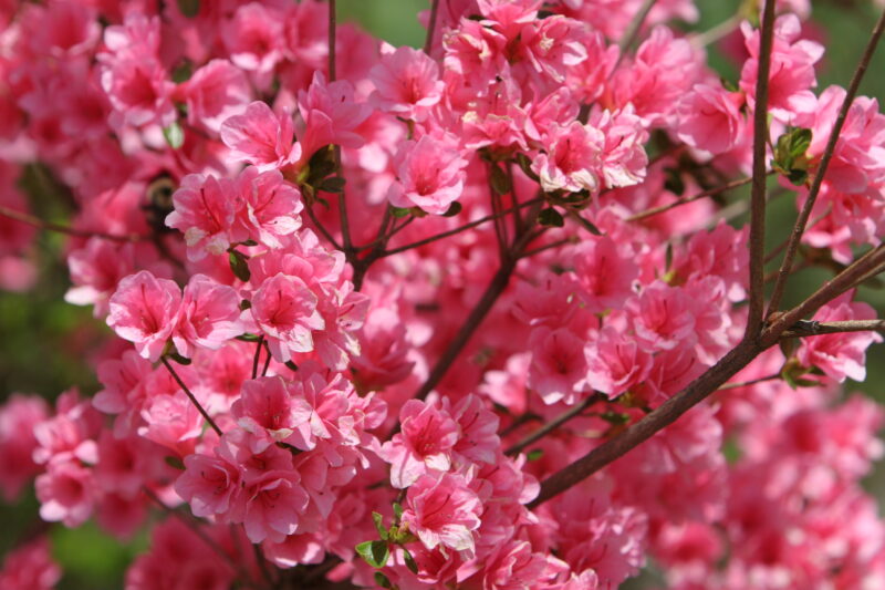 Spring Blossoms — Beautiful Spring tree blossoms — Scenic