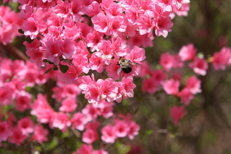 Spring Blossoms — Beautiful Spring tree blossoms — Scenic