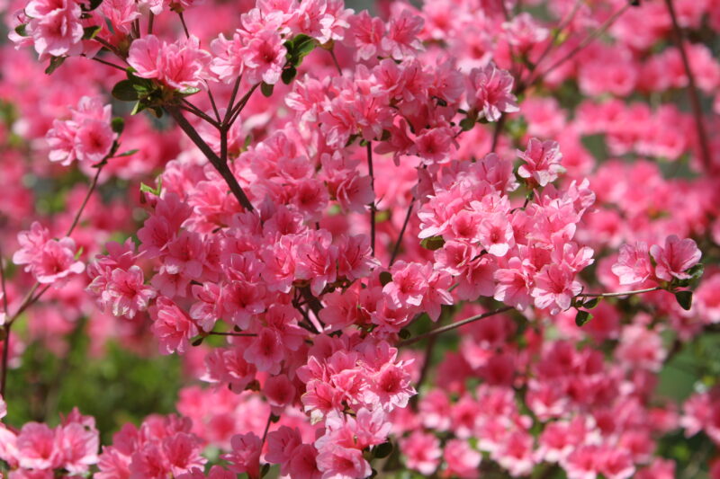 Spring Blossoms — Beautiful Spring tree blossoms — Scenic