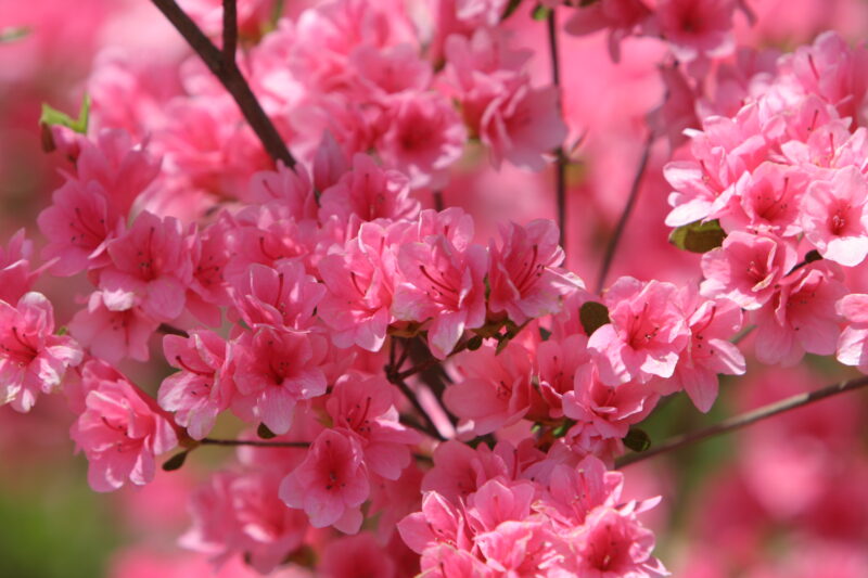 Spring Blossoms — Beautiful Spring tree blossoms — Scenic