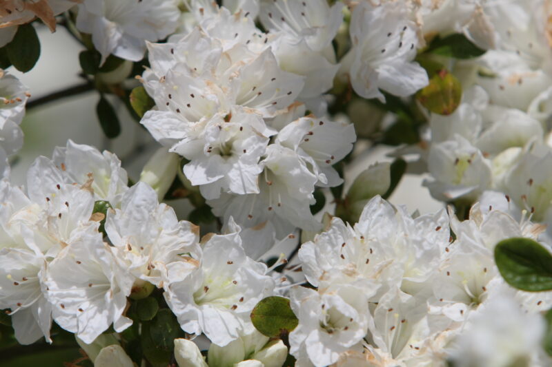 Spring Blossoms — Beautiful Spring tree blossoms — Scenic