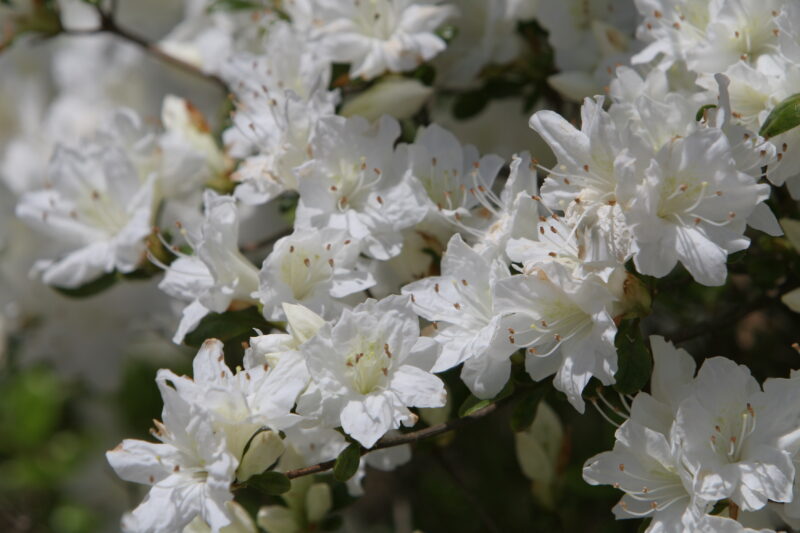 Spring Blossoms — Beautiful Spring tree blossoms — Scenic