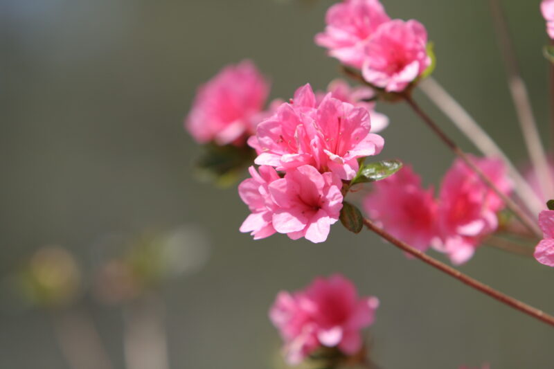 Spring Blossoms — Beautiful Spring tree blossoms — Scenic